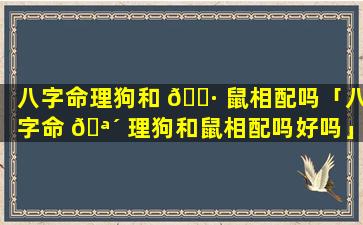 八字命理狗和 🌷 鼠相配吗「八字命 🪴 理狗和鼠相配吗好吗」